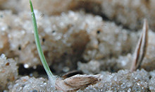 Temperature and germination: the latest research from DLF